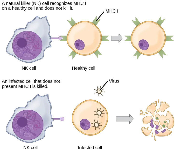 Healthy, uninfected cells present MHC I on their surface. A natural killer cell recognizes the MHC I and does not kill the cell. An infected cell that does not produce MHC I is killed.