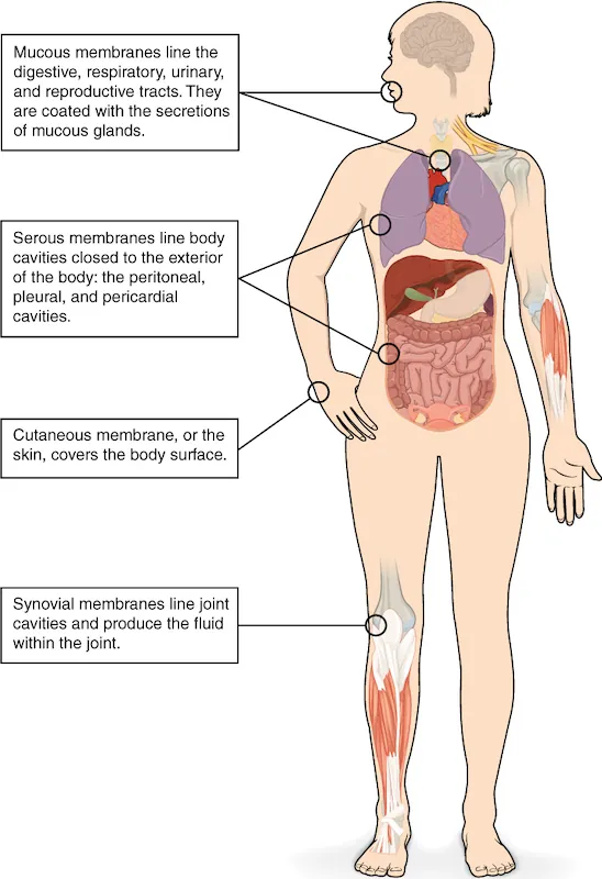 This illustrations shows the silhouette of a human female from an anterior view. Several organs are showing in her neck, thorax, abdomen left arm and right leg. Text boxes point out and describe the mucous membranes in several different organs. The topmost box points to the mouth and trachea. It states that mucous membranes line the digestive, respiratory, urinary and reproductive tracts. They are coated with the secretions of mucous glands. The second box points to the outside edge of the lungs as well as the large intestine and states that serous membranes line body cavities that are closed to the exterior of the body, including the peritoneal, pleural and pericardial cavities. The third box points to the skin of the hand. It states that cutaneous membrane, also known as the skin, covers the body surface. The fourth box points to the right knee. It states that synovial membranes line joint cavities and produce the fluid within the joint.