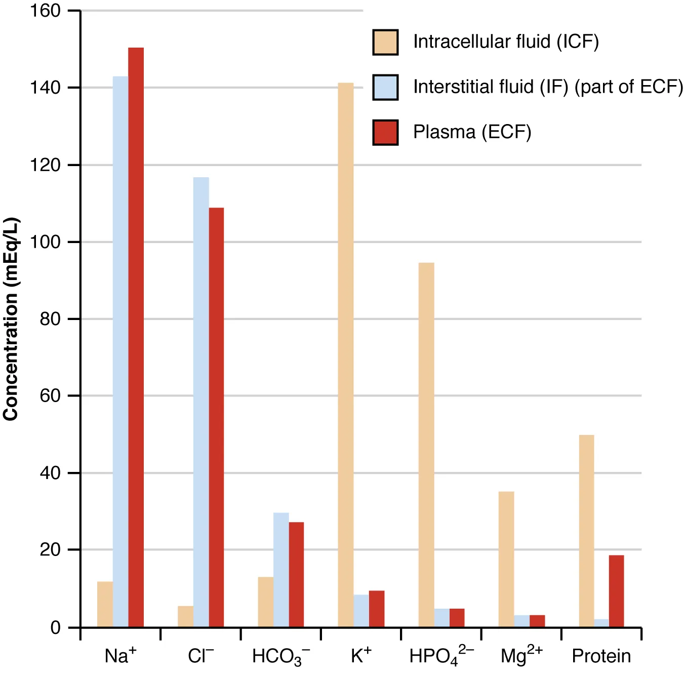 This bar graph shows the concentration of several ions and proteins in intracellular fluid, interstitial fluid and plasma. The ions and proteins are categories on the X axis . The Y axis shows concentration, in milliequivalents per liter, ranging from zero to 160. Three different colored bars are shown above each compound on the X axis. One bar represents intracellular fluid (ICF), a second bar represents interstitial fluid (IF, which is part of ECF) and the third bar represents plasma (ECF). Intracellular fluid contains high concentrations of K plus and HPO four two minus. It has lower concentrations of MG two plus and protein, and negligible amounts of the other compounds. Interstitial fluid contains high concentrations of NA plus and CL minus, along with a smaller amount of HCO 3 minus, and negligible amounts of the other compounds. Plasma contains large concentrations of NA plus and CL minus, with smaller concentrations of HCO 3 minus and protein, and negligible amounts of the other compounds.