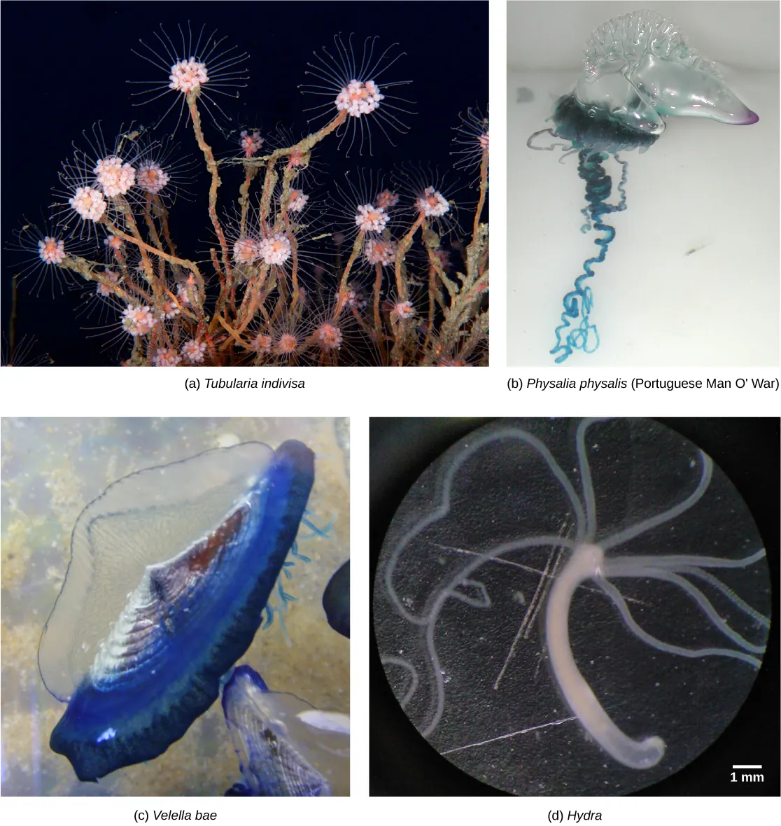 Photo a shows Tubularia indivisa, which has a body composed of branching polyps. Photo b shows a Portuguese Man O War, which has ribbon-like tentacles dangling from a clear, bulbous structure, resembling an inflated plastic bag. Photo c shows Velella bae, which resembles a flying saucer with a blue bottom and a clear, dome-shaped top. Photo d shows a hydra with long tentacles, extending from a tube-shaped body.