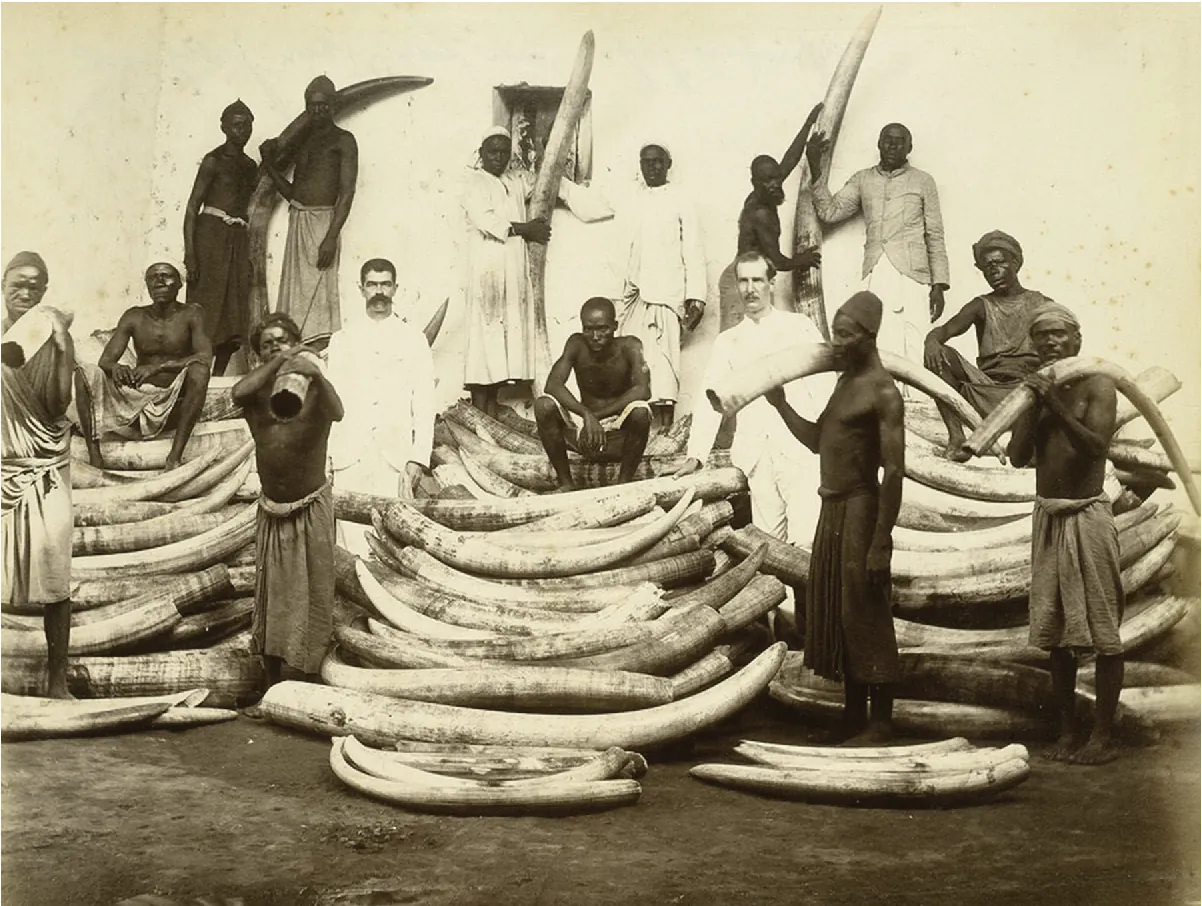 A picture shows men standing and sitting in front of a wall with a small window amid three large piles of stacked elephant tusks. Twelve of them are African and wear long white shirts, jackets, over cloths tied around their waists. Some are bare chested and some wear hats or turbans. Two Caucasian men wear long white coats and pants and have moustaches. Three pairs of men in the back hold tusks between them while four men hold tusks over their shoulders in the front. Some of the tusks are taller than the men.