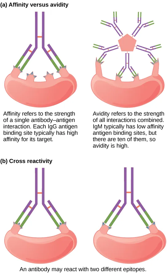 Part A compares affinity and avidity. Affinity refers to the strength of a single antibody–antigen interaction. Each IgG antigen-binding site typically has high affinity for its target. Avidity refers to the strength of all interactions combined, IgM typically has low affinity antigen binding sites, but there are ten of them so avidity is high. Part B describes cross reactivity, a situation in which an antibody reacts with two different epitopes.