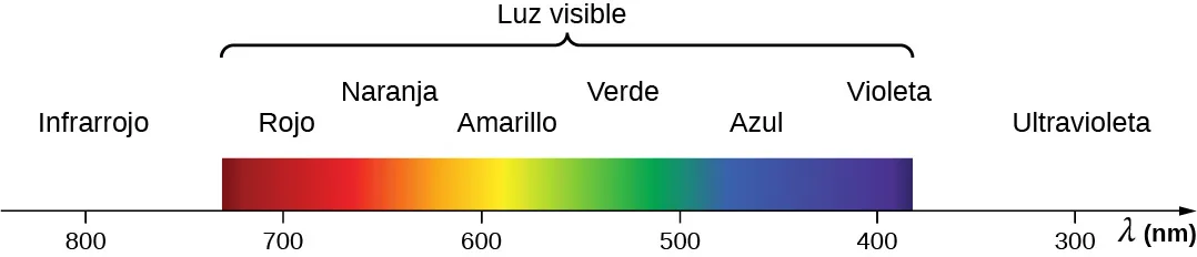 La figura muestra los colores que se asocian a las diferentes longitudes de onda de la luz en orden de disminución de la longitud de onda, lambda, medida en nanómetros. El infrarrojo comienza a 800 nanómetros. Le sigue la luz visible, que es una distribución continua de colores con el rojo a 700 nanómetros, el naranja y el amarillo a 600 nanómetros, el verde y el azul a 500 nanómetros y el violeta a 400 nanómetros. La distribución termina con el ultravioleta, que se extiende más allá de la luz visible hasta unos 300 nanómetros.