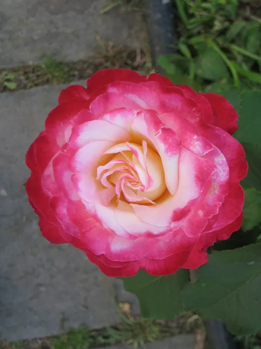 A close-up view of a rose.