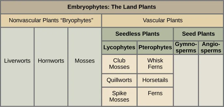 A table shows the division of plants. They are split into two main groups: vascular and non-vascular. The nonvascular bryophytes include liverworts, hornworts, and mosses. The vascular category has more subcategories. First it is broken into seedless plants and seed plants. Seedless plants have two categories: lycophytes, which include club mosses, quillworts, and spike mosses; and pterophytes, which include whisk ferns, horsetails, and ferns. The seed plants category has two subparts: gymnosperms and angiosperms.