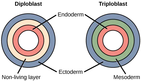 The left illustration shows the two embryonic germ layers of a diploblast. The inner layer is the endoderm, and the outer layer is the ectoderm. Sandwiched between the endoderm and the ectoderm is a non-living layer. Right illustration shows the three embryonic germ layers of a triploblast. Like the diploblast, the triploblast has an inner endoderm and an outer ectoderm. Sandwiched between these two layers is a living mesoderm.