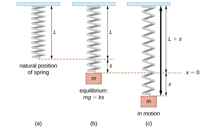 This figure has three images of springs. The first image is a vertical spring in its natural position with length L attached at the top to a fixed point. The second image shows a vertical spring with a mass m attached to the spring, stretching the spring distance s from L. The spring is in equilibrium. The third image is a vertical spring with mass m attached where the spring is in motion, distance x from equilibrium L + s.
