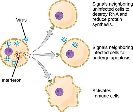 Illustration shows a virus-infected cell secreting interferon, which binds to receptors of neighboring cells. Interferon signals neighboring uninfected cells to destroy R N A and reduce protein synthesis, thus making it more difficult for virus to infect the cell. It signals neighboring infected cells to undergo apoptosis. It also activates nearby immune cells.
