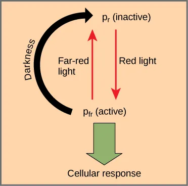 Diagram shows the active, written as P r, and inactive, written as P f r, forms of phytochrome. An arrow indicates that red light converts the inactive form to the active form. Far red light or darkness converts the active form back to the inactive form. When phytochrome is active, a cellular response occurs.