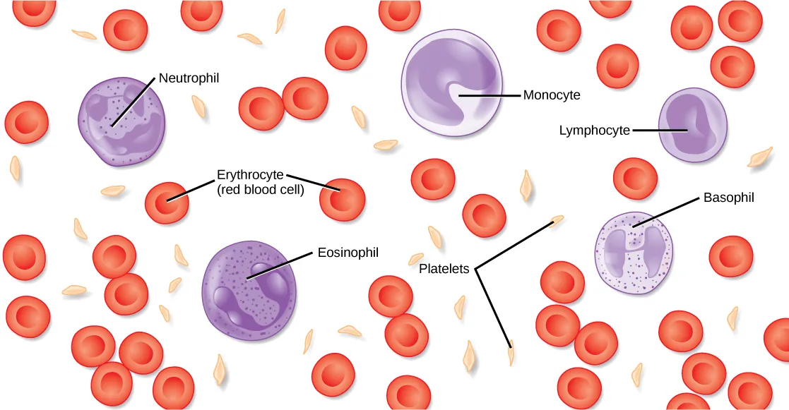 Illustration shows different types of blood cells and cellular components. Red blood cells are disc-shaped and puckered in the middle. Platelets are long and thin, and about half the length red blood cells. Neutrophils, monocytes, lymphocytes, eosinophils, and basophils are about twice the diameter of red blood cells and spherical. Monocytes and eosinophils have U-shaped nuclei. Eosinophils contain granules, but monocytes do not. Basophils and neutrophils both have irregularly shaped, multi-lobed nuclei and granules.