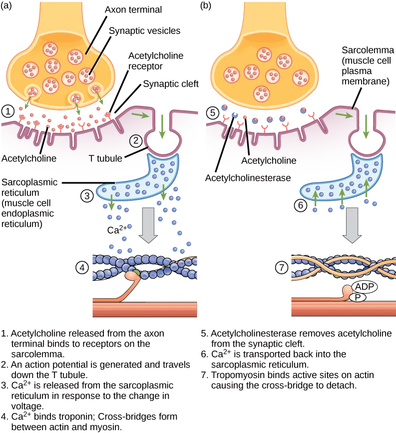 There are four steps in the start of a muscle contraction. Step 1: Acetylcholine released from synaptic vesicles in the axon terminal binds to receptors on the muscle cell plasma membrane. Step 2: An action potential is initiated that travels down the T tubule. Step 3: Calcium ions are released from the sarcoplasmic reticulum in response to the change in voltage. Step 4: Calcium ions bind to troponin, exposing active sites on actin. Cross-bridge formation occurs and muscles contract. Three additional steps are part of the end of a muscle contraction. Step 5: Acetylcholine is removed from the synaptic cleft by acetylcholinesterase. Step 6: Calcium ions are transported back into the sarcoplasmic reticulum. Step 7: Tropomyosin covers active sites on actin preventing cross-bridge formation, so the muscle contraction ends.
