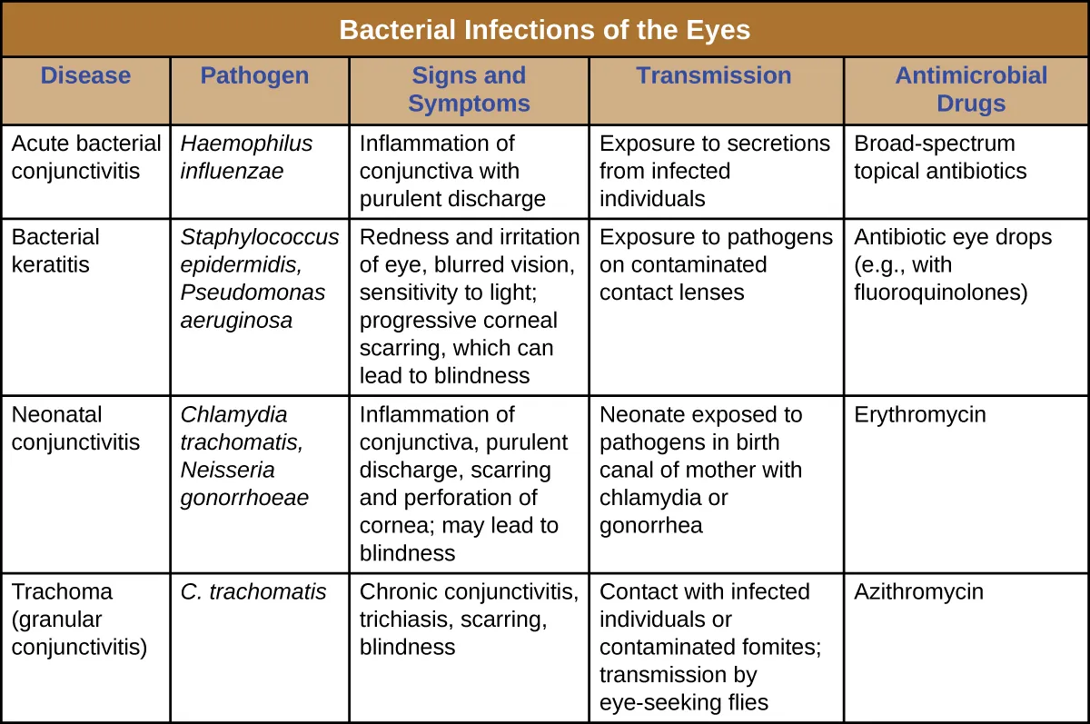 Table titled: Bacterial Infections of the Eyes. Columns: Disease, Pathogen, Signs and Symptoms, Transmission, and Antimicrobial Drugs. Acute bacterial conjunctivitis, Haemophilus influenza, Inflammation of conjunctiva with purulent discharge, Exposure to secretions from infected individuals, Broad-spectrum topical antibiotics. Bacterial keratitis, Staphylococcus epidermidis, Pseudomonas aeruginosa, Redness and irritation of eye, blurred vision, sensitivity to light; progressive corneal scarring, which can lead to blindness, Exposure to pathogens on contaminated contact lenses, Antibiotic eye drops (e.g., with fluoroquinolones). Neonatal conjunctivitis Chlamydia trachomatis, Neisseria gonorrhoeae, Inflammation of conjunctiva, purulent discharge, scarring and perforation of cornea; may lead to blindness, Neonate exposed to pathogens in birth canal of mother with chlamydia or gonorrhea Erythromycin. Trachoma (granular conjunctivitis), C. trachomatis, Chronic conjunctivitis, trichiasis, scarring, blindness, Contact with infected individuals or contaminated fomites; transmission by eye-seeking flies, Azithromycin.