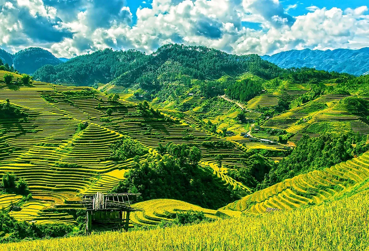 Thousands of terraces are carved into the side of mountains. The terraces make the slopes flatter as they go up, functioning like steps. Rice plants grow in the water that has been deliberately flooded into the steps.