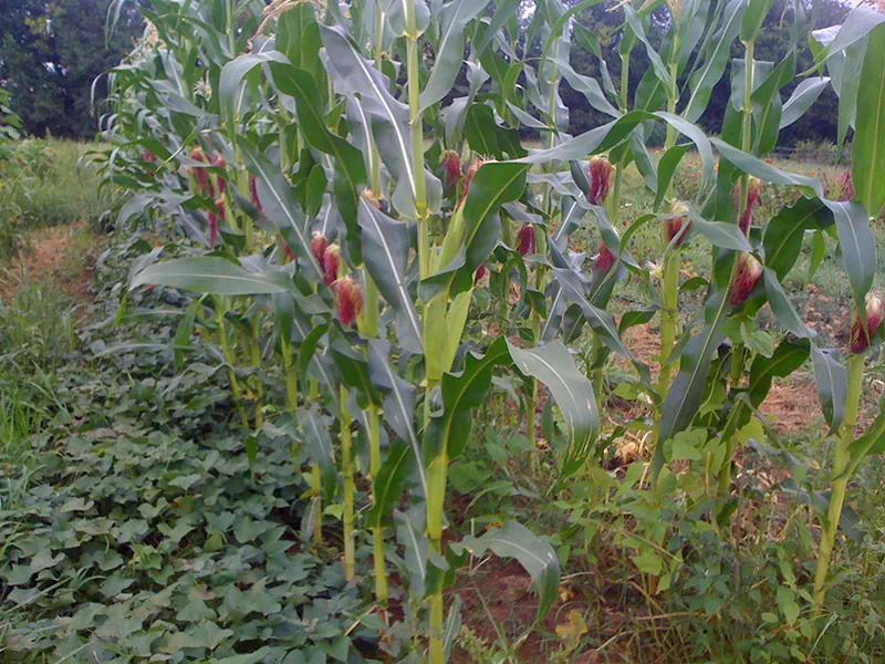 A field of corn with brown tassels with other crops growing underneath the corn.