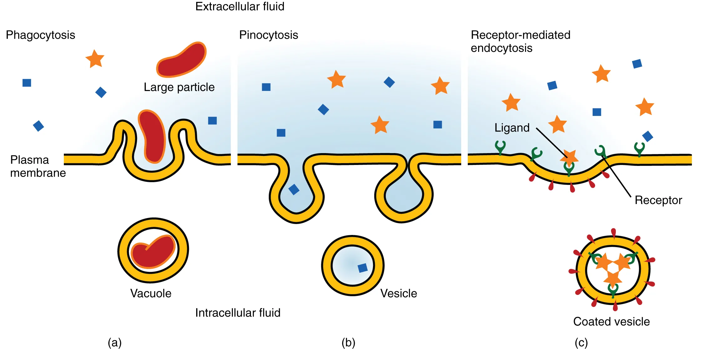 This image shows the three different types of endocytosis. The left panel shows phagocytosis, where a large particle is seen to be engulfed by the membrane into a vacuole. In the middle panel, pinocytosis is shown, where a small particle is engulfed into a vesicle. In the right panel, receptor-mediated endocytosis is shown; the ligand binds to the receptor and is then engulfed into a coated vesicle.