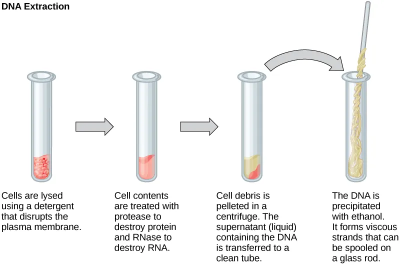Four test tubes are illustrated, showing four steps in extracting DNA. In the first, cells are lysed using a detergent that disrupts the plasma membrane. In the second, cell contents are treated with protease to destroy protein, and RNase to destroy RNA. In the third, cell debris is pelleted in a centrifuge. The supernatant (liquid) containing the DNA is transferred to a clean tube. In the fourth test tube, the DNA is precipitated with ethanol. It forms viscous strands that can be spooled on a glass rod.