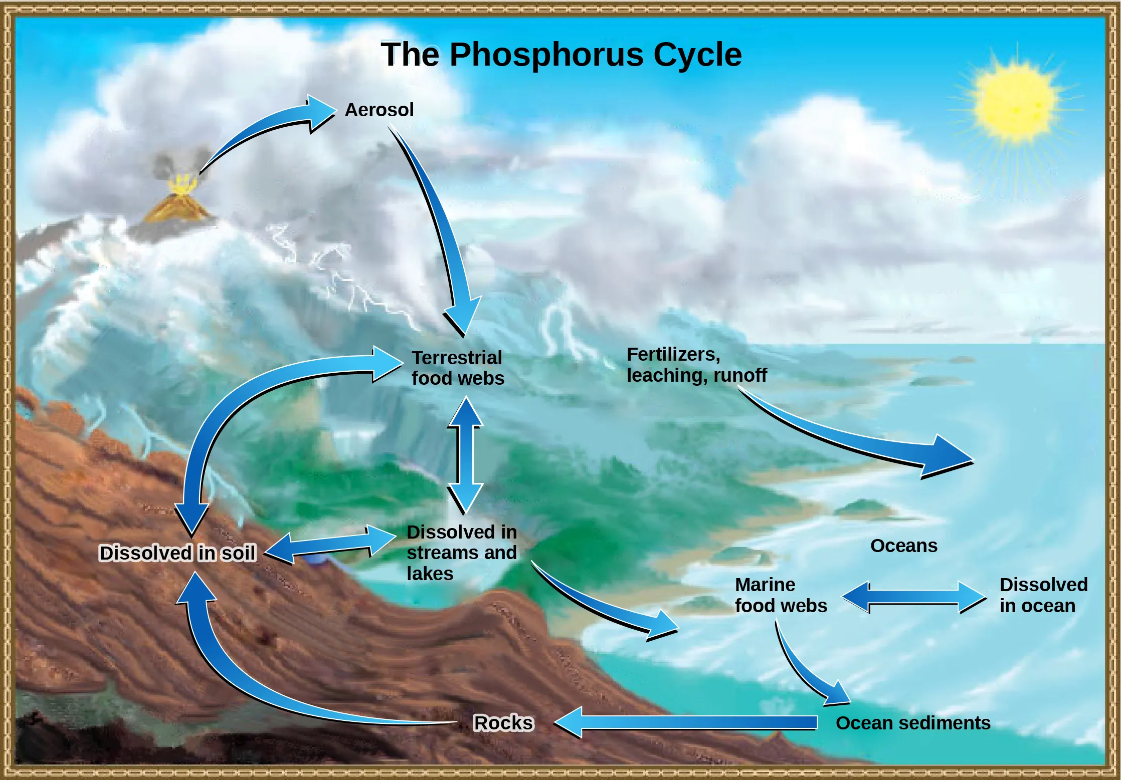 The illustration shows the phosphorus cycle. Phosphate enters the atmosphere from volcanic aerosols. As this aerosol precipitates to Earth, it enters terrestrial food webs. Some of the phosphate from terrestrial food webs dissolves in streams and lakes, and the remainder enters the soil. Another source of phosphate is fertilizers. Phosphate enters the ocean via leaching and runoff, where it becomes dissolved in ocean water or enters marine food webs. Some phosphate falls to the ocean floor where it becomes sediment. If uplifting occurs, this sediment can return to land.