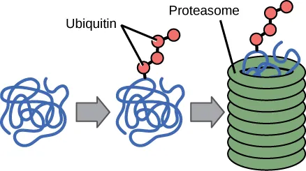 Multiple ubiquitin groups bind to a protein. The tagged protein is then fed into the hollow tube of a proteasome. The proteasome degrades the protein.