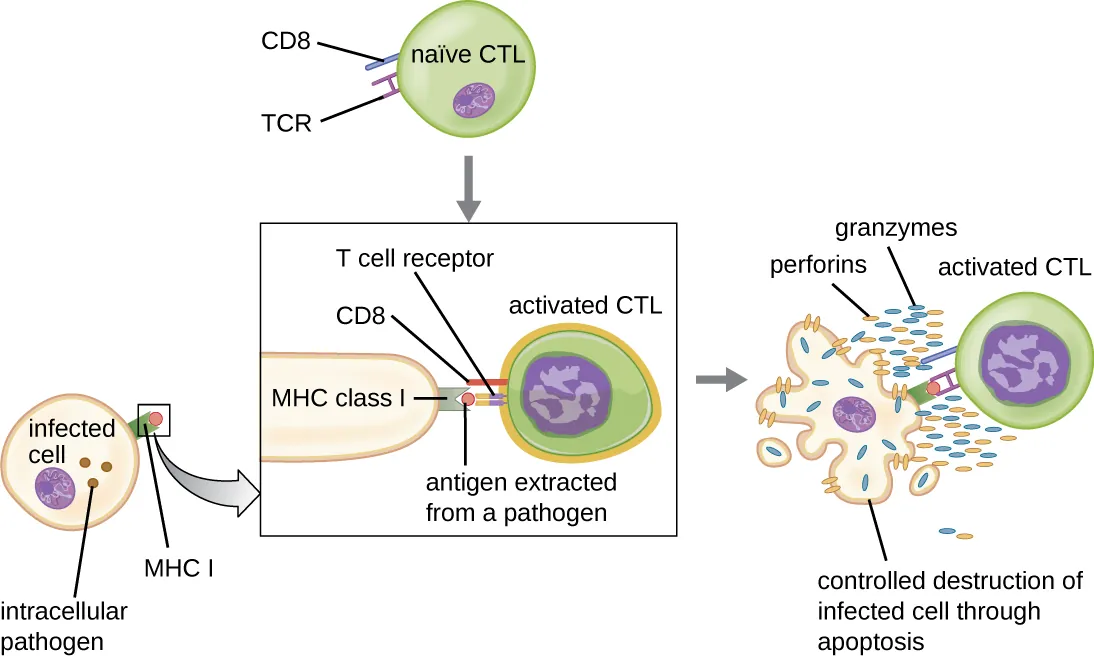 Cytotoxic T-cell Response. Image description available.