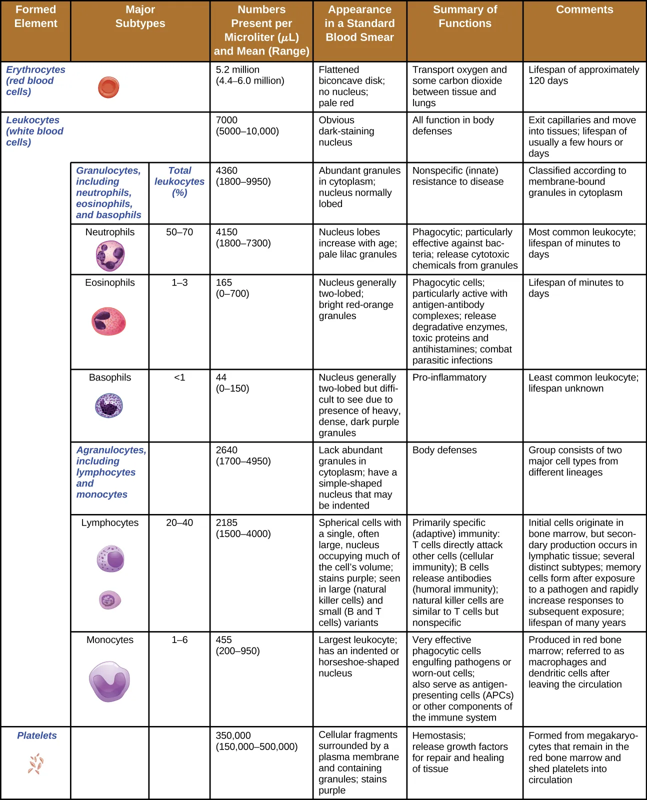 A table of the formed elements. Top row reads: formed element, major subtypes, numbers present per microliter and mean, appearance in standard blood smear, summary of functions, and comments. The first row is for erythrocytes (red blood cells). There are 5.2 million per microliter of blood (ranging from 4.4 – 6 million). These cells are flattened biconcave disks with no nucleus and a pale red color. Their function is to transport oxygen and some carbon dioxide between tissue and lungs. Their lifespan is approximately 120 days. The set of rows is classified under leukocytes (white blood cells). Leukocytes as a group number 7000 per microliter of blood (ranging from 5000-10,000). Leukocytes have an obvious dark-staining nucleus and function in body defenses. They exit capillaries and move into tissues. Their lifespan is usually a few hours or days. Leukocytes are divided into two groups. The first is granulocytes including neutrophils, eosinophils, and basophils. The second is agranulocytes including lymphocytes and monocytes. Granulocytes number 4300 per microliter of blood (range of 1800-9950). Granulocytes have abundant granules in the cytoplasm and the nucleus is normally lobed. Granulocytes function in nonspecific (innate) resistance to disease and are classified according to membrane-bound granules in the cytoplasm. Neutrophils make up 50-70% of the total leukocytes and number 4150 per microliter of blood (range 1800-7300). Neutrophils have a nucleus with lobes that increase with age and pale lilac granules. They are phagocytic and particularly effective against bacteria; they release toxic chemicals from granules. Neutrophils are the most common leukocyte with a lifespan of minutes to days. Eosinophils make up 1-3% of total leukocytes. They number 165 per microliter of blood (range of 0 – 700). Eosinophils have a nucleus that is generally two-lobed and bright red-orange granules. They are phagocytic cells and particularly effective with antigen-antibody complexes. Eosinophils release antihistamines and increase allergies, they also help fight parasitic infections. Eosinophils have a lifespan of minutes to days. Basophils make up less than 1% of total leukocytes. They number 44 per microliter of blood (range 0 – 150). Basophils have a nucleus that is generally two lobed but difficult to see due to the presence of heavy, dense, dark purple granules. Basophils promote inflammation and are the least common leukocyte. Their lifespan is unknown. Agranulocytes (including lymphocytes and monocytes) number 2640 per microliter of blood (range 1700 – 4900). Agranulocytes lack abundant granules in the cytoplasm and have a simple-shaped nucleus that may be indented. They function in body defenses and are grouped into two major cell types from different lineages. Lymphocytes make up 20-40% of total leukocytes and number 2185 per microliter of blood (range 1500-4000). Lymphocytes are spherical cells with a single, often large, nucleus occupying much of the cell’s volume. They stain purple and are seen in large (natural killer cells) and small (B and T cells) variants. Lymphocytes are primarily involved in specific (adaptive) immunity. T cells directly attack other cells (cellular immunity); natural killer cells are similar to T cells but nonspecific. Lymphocytes originate in bone marrow but secondary production occurs in lymphatic tissue. Several distinct subtypes. Memory cells form after exposure to a pathogen and rapidly increase responses to subsequent exposure. Lifespan of many years. Monocytes make up 1-6% of total leukocytes. They number 455 per microliter of blood (range 200-950). Monocytes are large leukocytes with an indented or horseshoe-shaped nucleus. They are very effective phagocytic cells engulfing pathogens or worn out cells and also serve as antigen presenting cells (APCs) or other components of the immune system. Monocytes are produced in red bone marrow and are referred to as macrophages and dendritic cells after leaving circulation. The last row of the table is for platelets. These number 350,000 per microliter of blood (range 150,000-500,000). Platelets are cellular fragments surrounded by a plasma membrane and containing granules. They stain purple. The function of platelets is hemostasis plus releasing growth factors for repair and healing of tissues. They are formed from megakaryocytes that remain in the red bone marrow and shed platelets into circulation.
