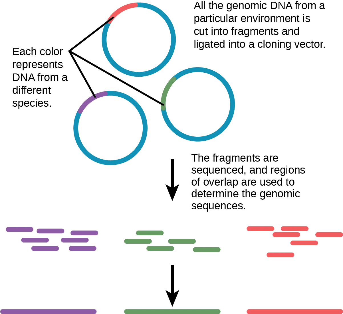 In metagenomics, all of the genomic DNA from a particular environment is cut into fragments and ligated into a cloning vector. The fragments, which may be from several different species, are sequenced. Regions of overlap indicate that two fragments came from the same species. Thus, the genome of each species present can be determined.