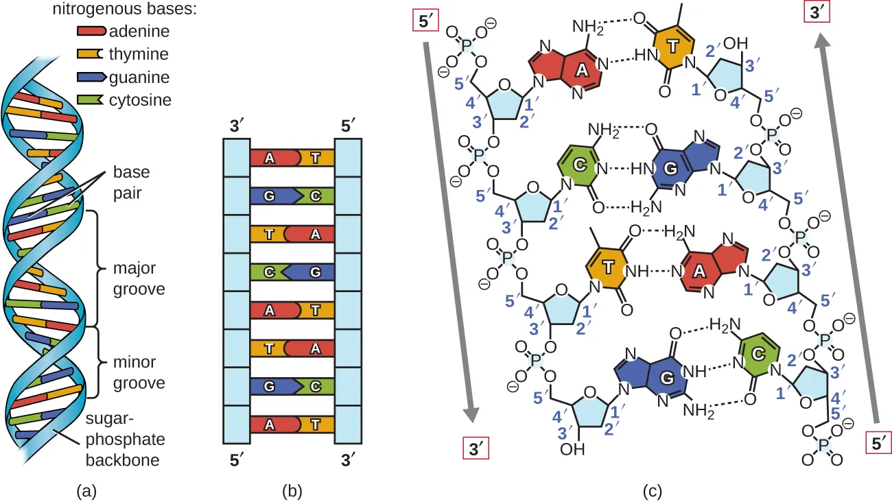 a) A diagram of DNA shown as a double helix (a twisted ladder). The outside of the ladder is a blue ribbon labeled “sugar phosphate backbone”. The rungs of the ladder are labeled “base pair” and are either red and yellow or green and blue. Red indicates the nitrogenous base adenine. Yellow indicates the nitrogenous base thymine. Blue indicates the nitrogenous base guanine. Green indicates the nitrogenous base cytosine. The ladder twists so that there are wide spaces (called major grooves) and narrow spaces (called minor grooves) between the twists. B) A different diagram of DNA showing it as a straight ladder. This makes it easier to see the bases (which can now be labeled with the letters A, T, C or G directly on the image. The left strand has a 3-prime at the top and a 5-prime at the bottom. The right strand has a 5-prime at the top and a 3-prime at the bottom. C) Another diagram of DNA showing a much shorter segment which allows the chemical structures to be seen more clearly. The strands show that the phosphate group is always between carbon 3 of one nucleotide and carbon 5 of the next. The two strands are connected with dotted lines indicating hydrogen bonds. The A-T bond has 2 hydrogen bonds and C-G has 3 hydrogen bonds. The negative charge of the phosphates is also apparent.