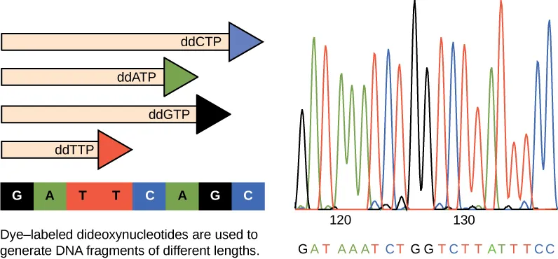 The left part of this illustration shows a parent strand of DNA with the sequence GATTCAGC, and four daughter strands, each of which was made in the presence of a different dideoxynucleotide: ddATP, ddCTP, ddGTP, or ddTTP. The growing chain terminates when a ddNTP is incorporated, resulting in daughter strands of different lengths. The right part of this image shows the separation of the DNA fragments on the basis of size. Each ddNTP is fluorescently labeled with a different color so that the sequence can be read by the size of each fragment and its color. 