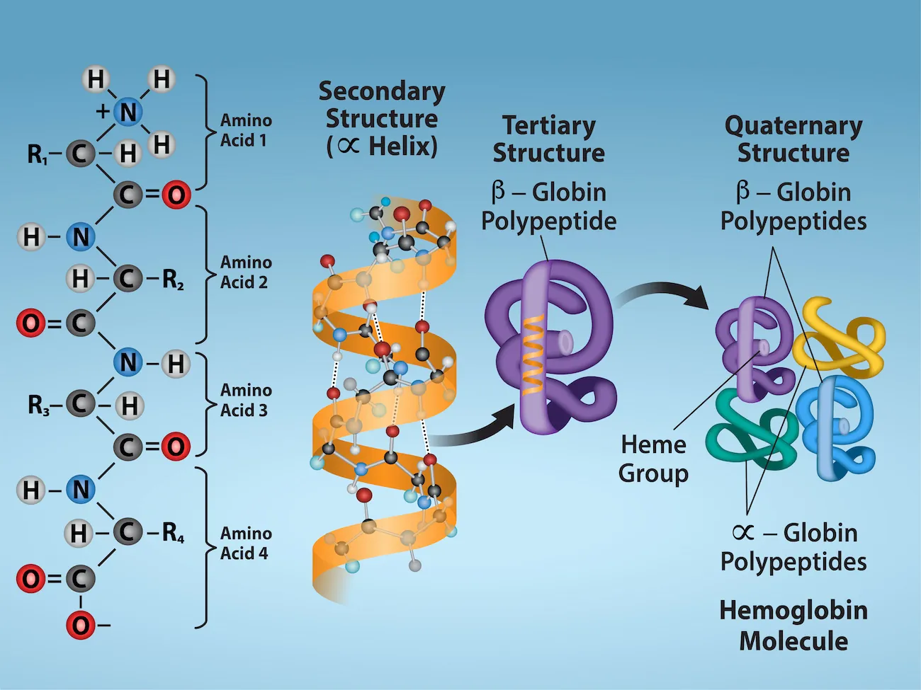 protein structure primary secondary tertiary and quaternary