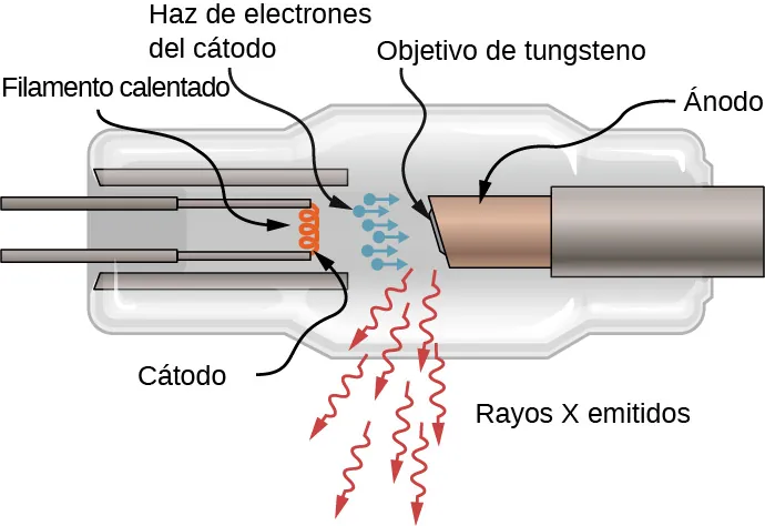Esquema de un tubo de rayos X. Un filamento calentado en un extremo actúa como cátodo que emite un haz de electrones. Los electrones se aceleran en una brecha hacia un objetivo de tungsteno montado en un ánodo. El objetivo emite rayos X.