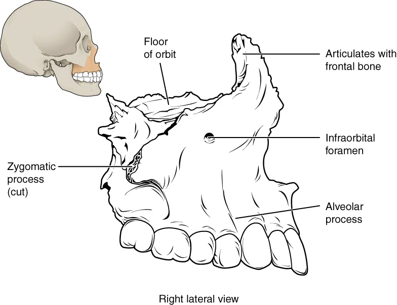 This image shows the location and structure of the maxilla. A small image of the skull on the top left shows the maxilla in ochre yellow. A magnified view shows the detailed structure of the maxilla.