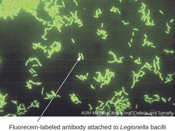 A micrograph with glowing green rods labeled fluorescein-labeled antibody attached to Legionella bacilli.