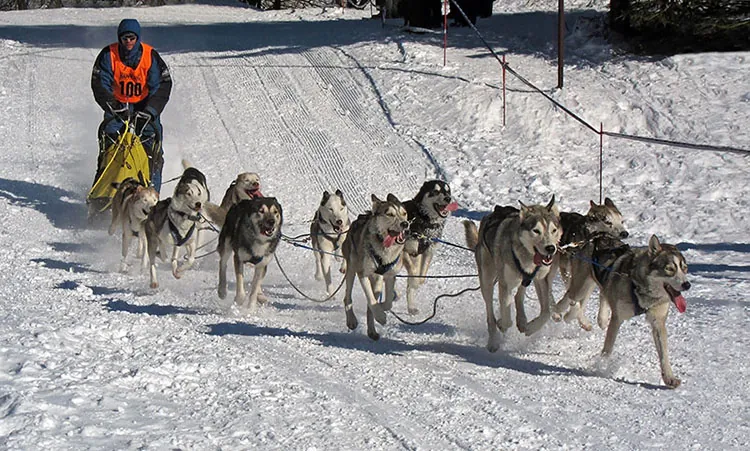 Eleven Siberian Huskey dogs pull a man riding on a small sled across a snow-covered landscape.