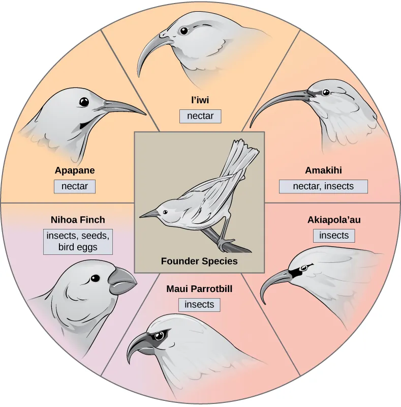 The illustration shows a wheel with the founder species at the hub. The spokes of the wheel are six modern honeycreeper species that evolved from the founder species. Five of these birds eat insects and/or nectar and have long, thick beaks: the Apapane, Liwi, Amakihi, Akiapola’au and Maui Parrotbill. The Nihoa Finch has a short, fat beak and eats insects, seeds, and bird eggs.