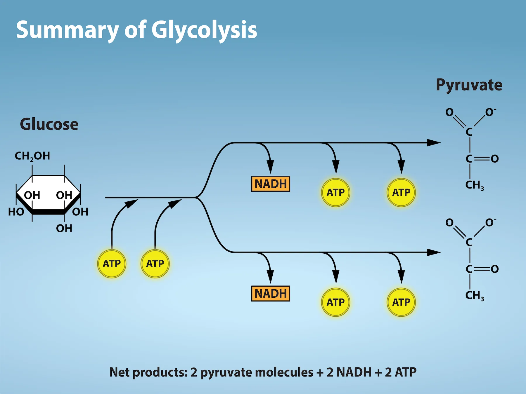 The illustration shows a simplified process of glucose moving through the stages of glycolysis. First two A T P are added, then the glucose is split into two branches, with N A D H and two A T P being released.  The net products are 2 pyruvate molecules and 2 N A D H and 2 A T P molecules. 