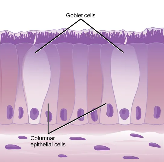 Illustration shows tall, columnar cells arranged side-by-side. Each cell has a nucleus located near the bottom, and cilia extending from the top. Two oval goblet cells are interspersed among the columnar epithelial cells. The goblet cells, which are shorter than the columnar cells, are in direct contact with the intestinal lumen. Beneath the columnar cells is a layer of horizontal cells.