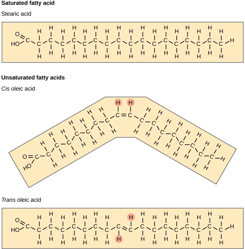 A comparison of saturated and unsaturated fatty acids is shown. Stearic acid, a saturated fatty acid, has a hydrocarbon chain seventeen residues long attached to an acetyl group. Oleic acid also has a seventeen-residue hydrocarbon chain, but a double bond exists between the eighth and ninth carbon in the chain. In cis oleic acid, the hydrogens are on the same side of the double bond.  In the cis oleic acid, the 2 hydrogens on the same side cuase the chain to bend. In trans oleic acid, they are on opposite sides.