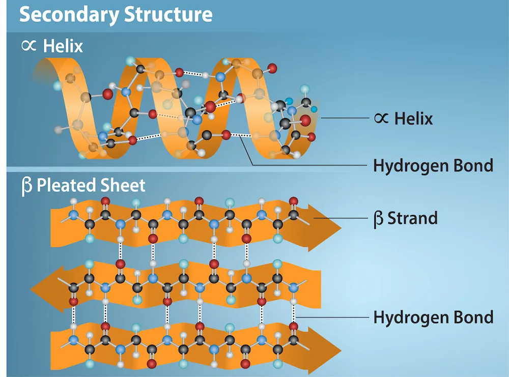 The illustration shows an alpha helix protein structure, which coils like a spring, and a beta-pleated sheet structure, which forms flat sheets stacked together. In an alpha-helix, hydrogen bonding occurs between the carbonyl group of one amino acid and the amino group of the amino acid that occurs four residues later. In a beta-pleated sheet, hydrogen bonding occurs between two different lengths of peptide that are antiparallel to one another.