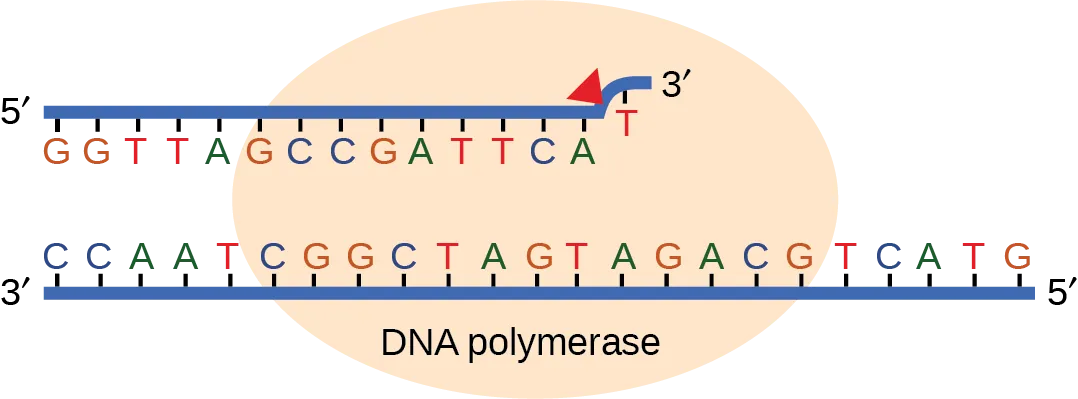 Illustration shows D N A polymerase replicating a strand of D N A. The enzyme has accidentally inserted G opposite A, resulting in a bulge. The enzyme backs up to fix the error.