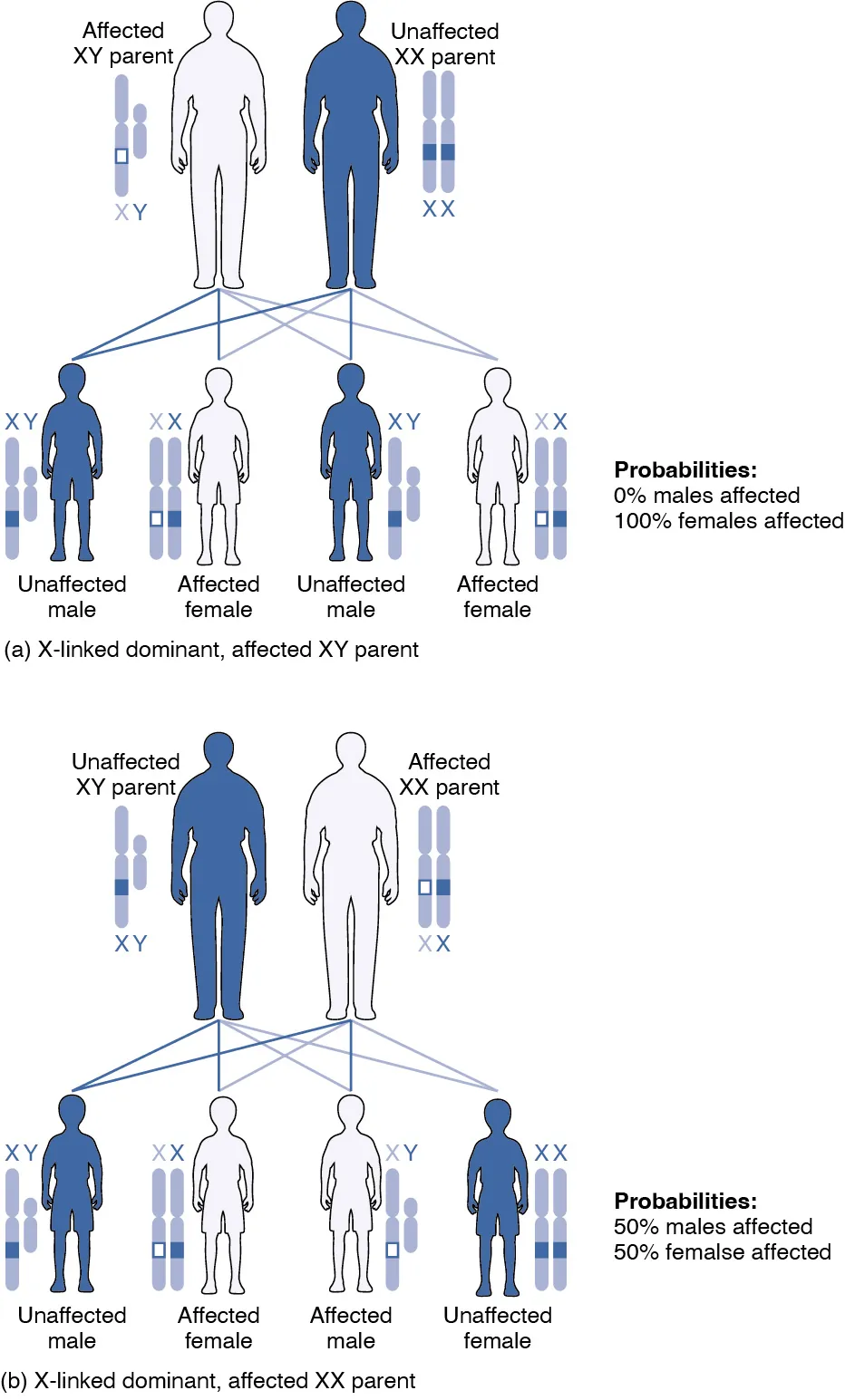 This image shows the generations resulting from an X-linked dominant, affected XY parent in the top panel and the generations resulting from an X-linked dominant, affected XX parent in the bottom panel.