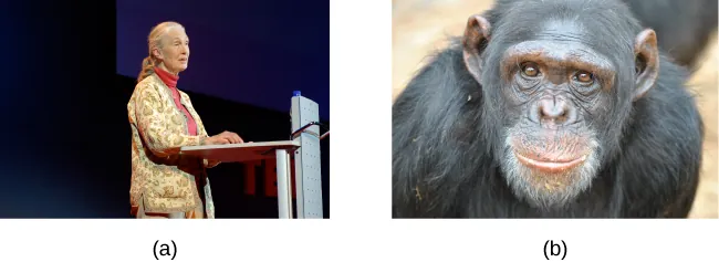 Two photos- picture (a) on the left is anthropologist Jane Goodall at lectern; picture b) on the right is a close up of a chimpanzee looking at the camera