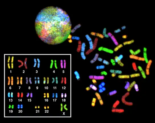 The 23 chromosomes from a human female are each dyed a different color so they can be distinguished. During most of the cell cycle, each chromosome is elongated into a thin strand that folds over on itself, like a piece of spaghetti. The chromosomes fill the entire spherical nucleus, but each one is contained in a different part, resulting in a multi-colored sphere. During mitosis, the chromosomes condense into thick, compact bars, each a different color. These bars can be arranged in numerical order to form a karyotype. There are two copies of each chromosome in the karyotype..