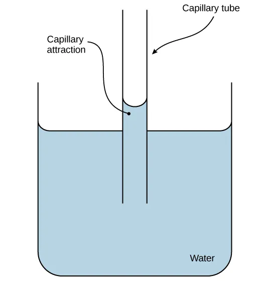 capillary action in plants animation