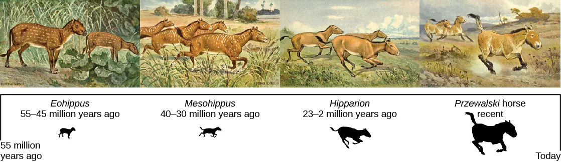 11.3 Evidence of Evolution - Concepts of Biology | OpenStax