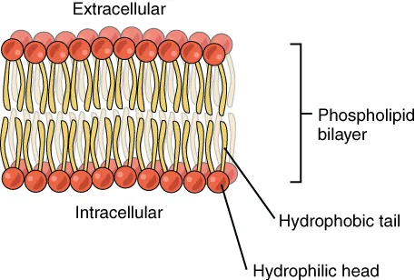 3.1 The Cell Membrane - Anatomy And Physiology 2E | Openstax