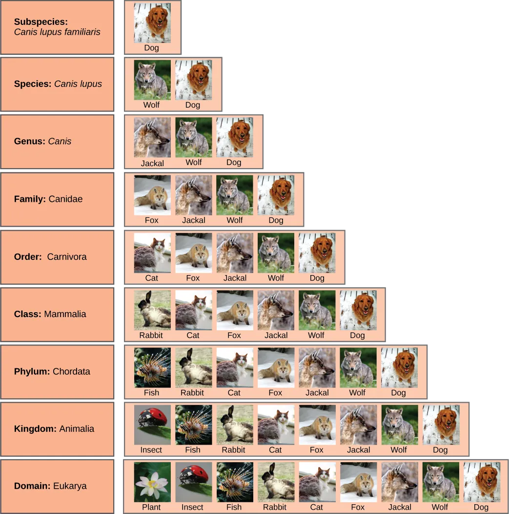 Illustration shows the taxonomic groups shared by various species. All the organisms shown, plants, insects, fish, rabbits, cats, foxes, jackals, wolves and dogs, are in the domain Eukarya. Of these, insects, fish, rabbits, cats, foxes, jackals, wolves and dogs are in the kingdom Animalia. Within the kingdom Animalia, fish, rabbits, cats foxes, jackals, wolves and dogs are in the phylum Chordata. Rabbits, cats, foxes, jackals, wolves, and dogs are in the class Mammalia. Cats, foxes, jackals, wolves and dogs are in the order Carnivora. Foxes, jackals, wolves and dogs are in the family Canidae. Jackals, wolves and dogs are in the Genus Canis. Wolves and dogs have the species name Canis Lupus. Dogs have the subspecies name Canis lupus familiaris.