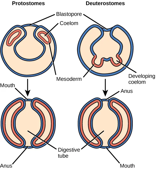 15.1 Features of the Animal Kingdom - Concepts of Biology | OpenStax