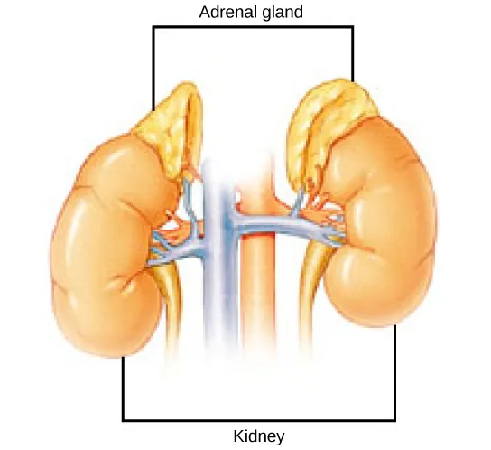 The adrenal glands are lumpy, irregular structures located on top of the kidneys.