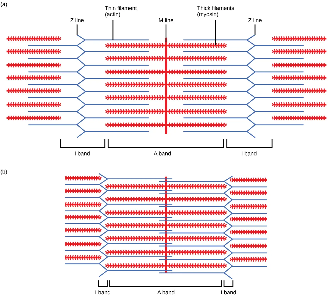 Part A of the illustration shows a relaxed muscle fiber. Two zigzagging Z lines extend from top to bottom. Thin actin filaments extend left and right from each Z line. Between the Z lines is a vertical M line. Thick myosin filaments extend left and right from the M line. The thick and thin filaments partially overlap. The A band represents the length that the thick filaments extend from both sides of the M line. The I band represents the part of the thin filaments that does not overlap with the thick filaments. Part B shows a contracted muscle fiber. In the contracted fiber, the thick and thin filaments completely overlap. The A band is the same length as in the uncontracted muscle, but the I band has shrunken to the width of the Z line.
