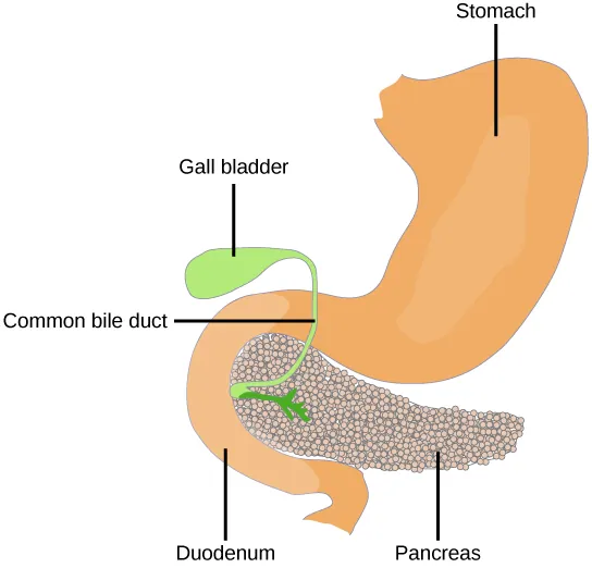 The pancreas is a grainy, teardrop-shaped organ tucked between the stomach and intestine. A common bile duct extends from the pancreas to a small pouch like structure called a gall bladder.