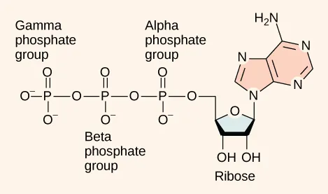 This illustration shows the molecular structure of A T P. This molecule is an adenine nucleotide with a string of three phosphate groups attached to it. The phosphate groups are named alpha, beta, and gamma in order of increasing distance from the ribose sugar to which they are attached.